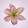 CE1380 ľalia - lt peach