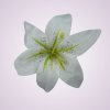 CE1380 ľalia - white