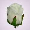 CE22032 ruža-pure white