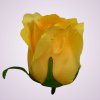CE22032 ruža - yellow