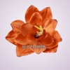 F19225 amarylis-orange