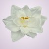 F19225 amarylis -white