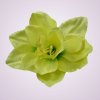 F19225 amarylis-yellow green