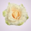 F2142 ruža - LT-PEACH