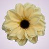 F2313 dália - dk cream