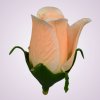 FL1176-ruža peach