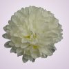 FU19100 chryzantéma -white