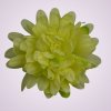 FU19103 chryzantéma-lt green