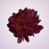 FU19103 chryzantéma-mauve