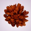 FU19103 chryzantéma-orange