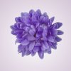 FU19103 chryzantéma -  lt lilac 979
