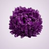 LVD2017-chryzantema-lilac