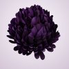 LVD2017 chryzantéma - purple