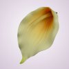 LY9901kala-cream peach