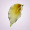 LY9904 kala-lt yellow