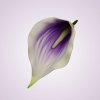 LY9904 kala-lilac