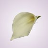 LY9904 kala-pure white