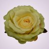 LY9905 ruža- lt yellow.tch