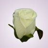 LY9907 ruža - cream