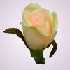 LY9907 ruža - lt peach