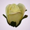 LY9907 ruža - lt yellow
