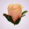 LY9907 ruža - pink