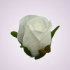LY9907 ruža - pure white