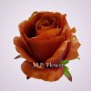 ML6022 ruža brown tch green