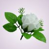 ML6031- ruža pure white 25#