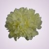 MP17045 chryzantéma- cream