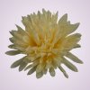 MP17065 chryzantéma- dk cream