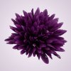 MP17065 chryzantéma- lilac