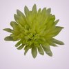 MP17065 chryzantéma- lt green