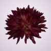 MP17065 chryzantéma- mauve