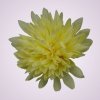 MP17065 chryzantéma- yellow