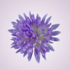 MP17065 chryzantéma - lt lilac 979
