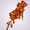 MP19001gladiola- brown aut