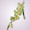 MP19001gladiola-cream