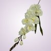 Mp19001gladiola-cream aut