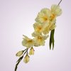 MP19001 gladiola -lt peach aut