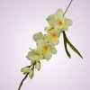 MP19001 gladiola lt yellow aut
