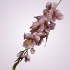 MP19001gladiola-mauve