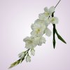 MP19001 gladiola - pure white