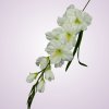 MP19001 gladiola -white green
