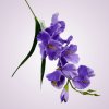 MP19002 gladiola- purple