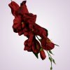 MP19002 gladiola-red/black