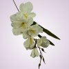 MP19002 gladiola - cream aut
