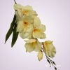 MP19002 gladiola- peach aut