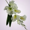 MP19002 gladiola - white green
