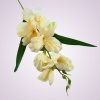 MP19002 gladiola-dk cream
